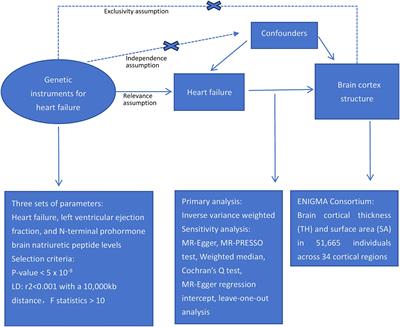 Heart failure causally affects the brain cortical structure: a Mendelian randomization study